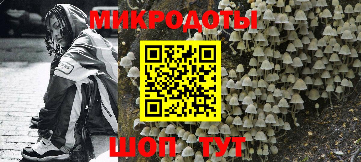 Псилоцибиновые грибы Psilocybe Тобольск